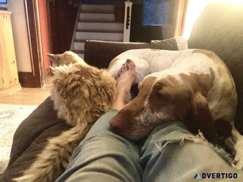 Loving Overnight Pet Care in your Home.