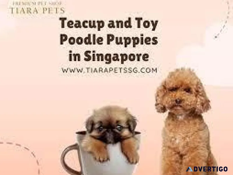 Teacup Poodle Puppies for Sale