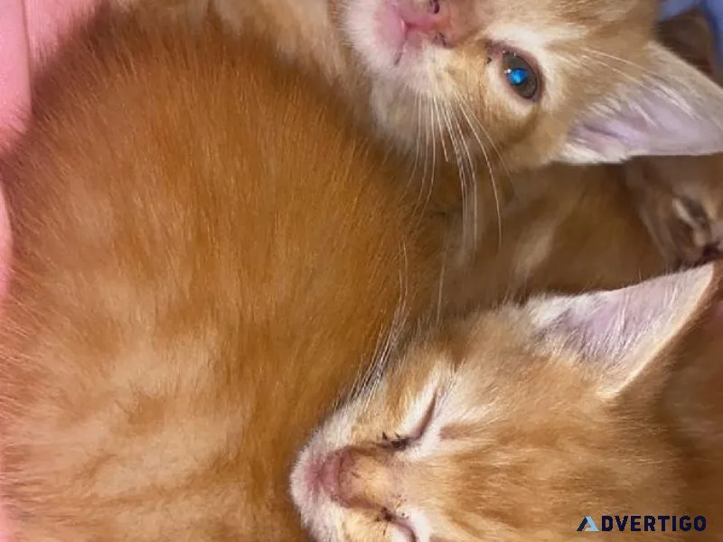 3 kittens that need homes asap
