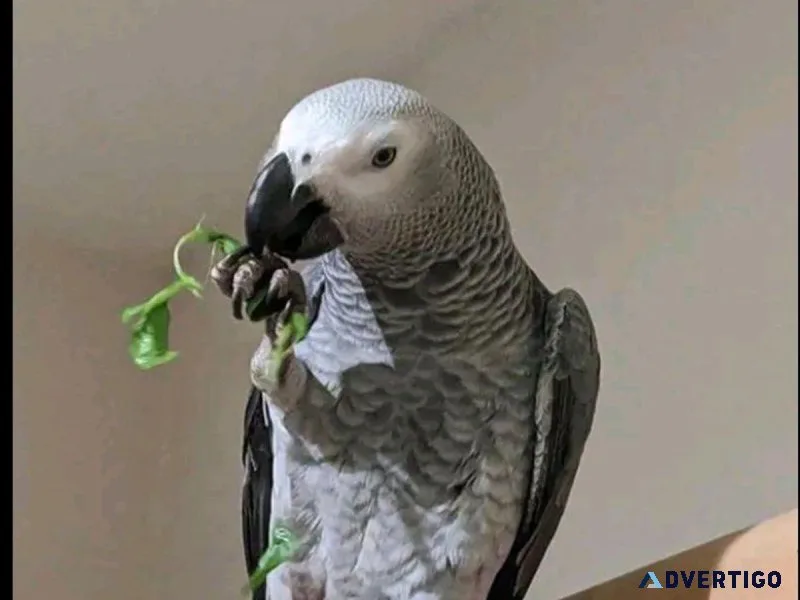 SILLY AFRICAN GREY-PARROT