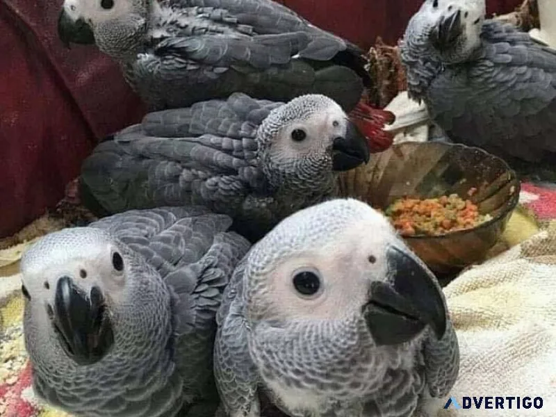 Friendly male and female Congo African Grey Parrots