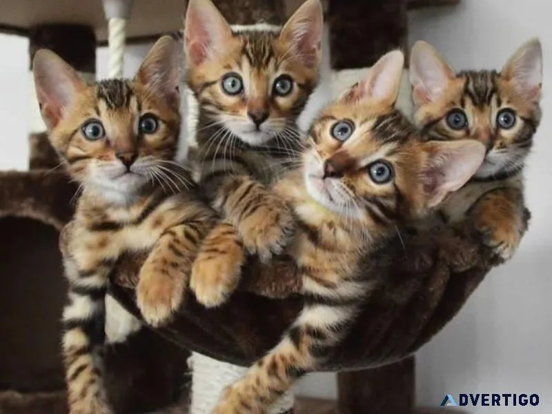 Your Bengal kittens