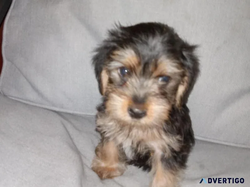 Yorkiepoo