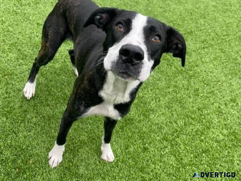Rehome