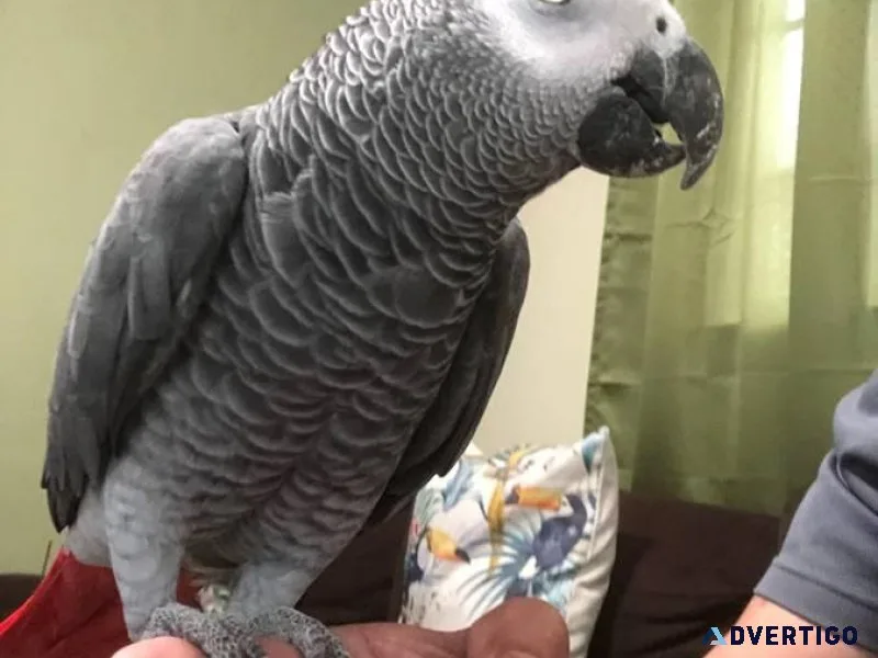 Young African Grey Parrot