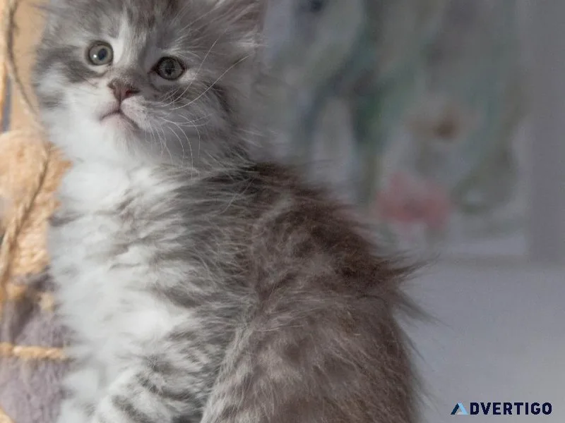 Maine Coon Kittens