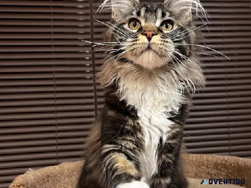 Giant Maine coon kittens