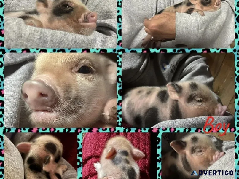 Juliana mini piglets