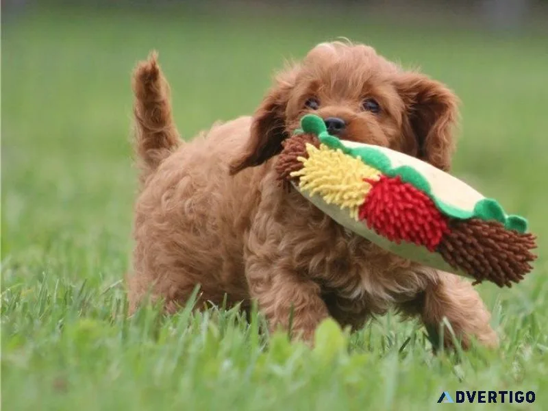 Playful Cavapoo puppies available
