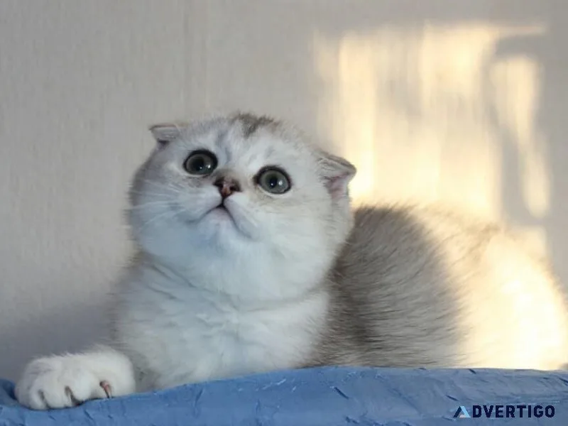 Beautiful munchkin fold kitten available for rehoming