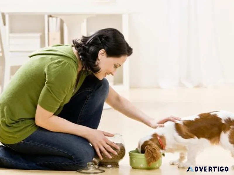 Expert Veterinary Care in Sector 137 Noida  Vet Land Pet Clinic