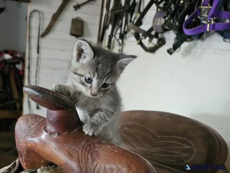 Kittens
