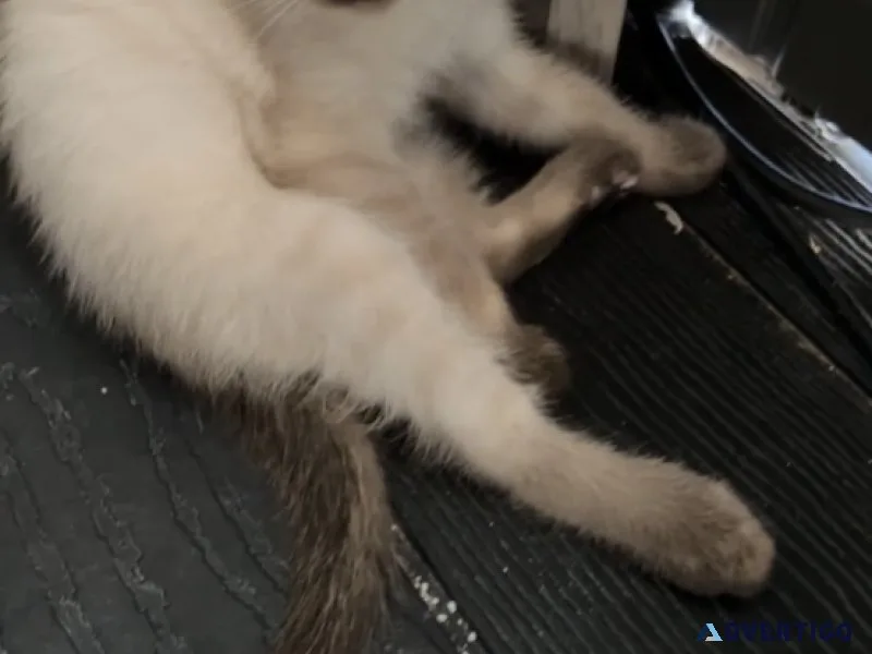 Siamese kittens