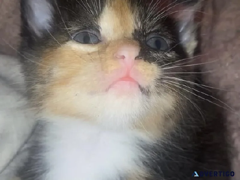 5 kittens for sale