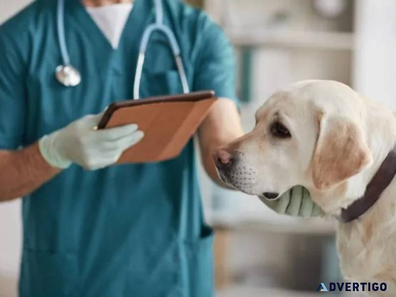 Compassionate Care Pet Clinics in Sector 137 Noida