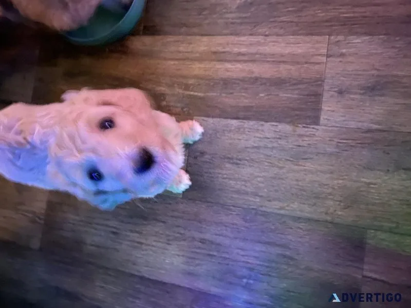 Puppys