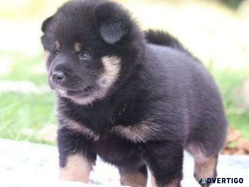 Missionary blue french bull dog pups for sale