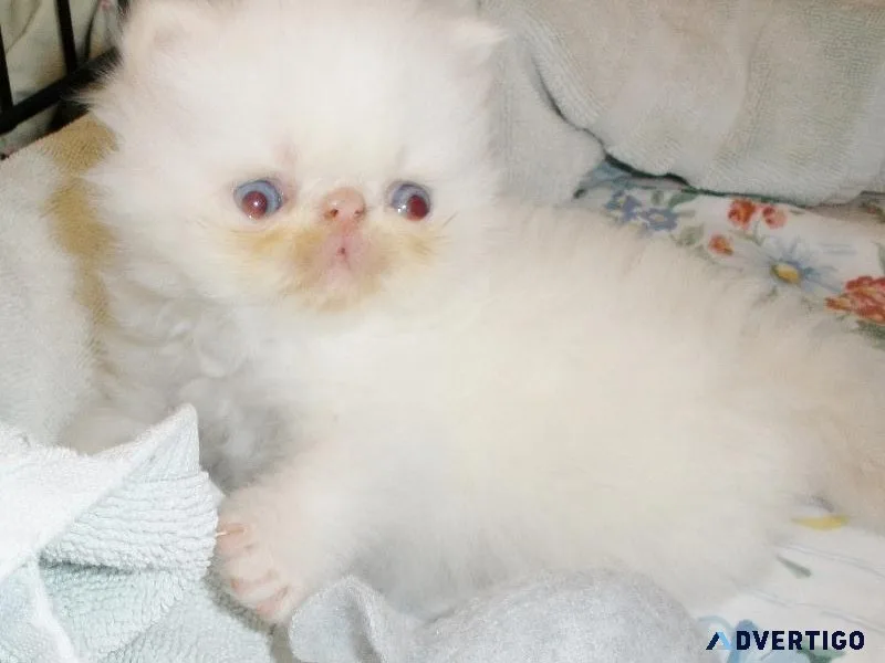 4 moths old kitten for sale