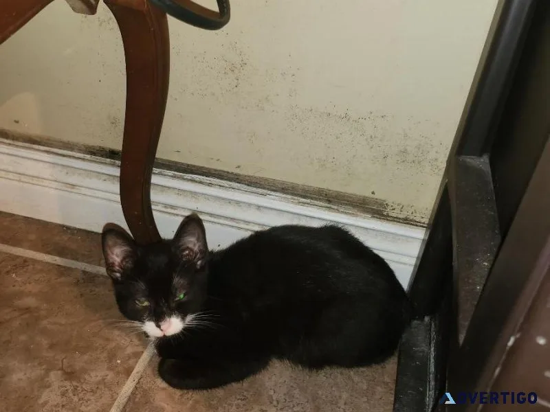Very sweet affectionate  kitten