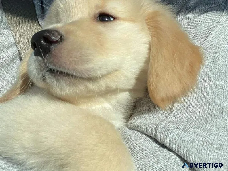 golden retriever puppy