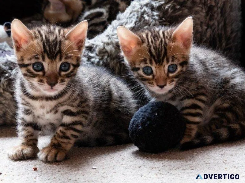 3 beautifully marked Bengal kittens for sale soon