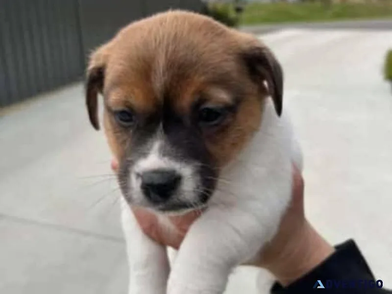 Purebred Jack Russell