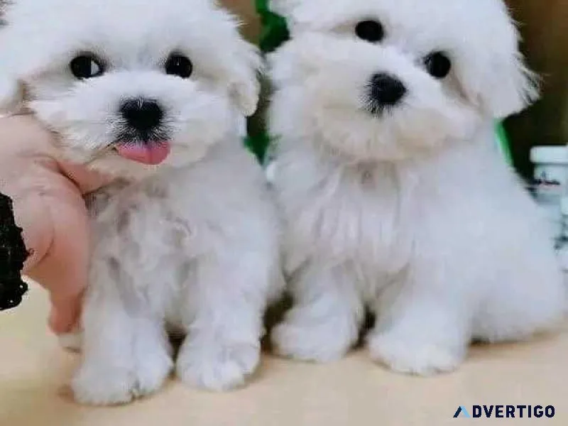 andandHome Raised Maltese Puppies Rehoming andand