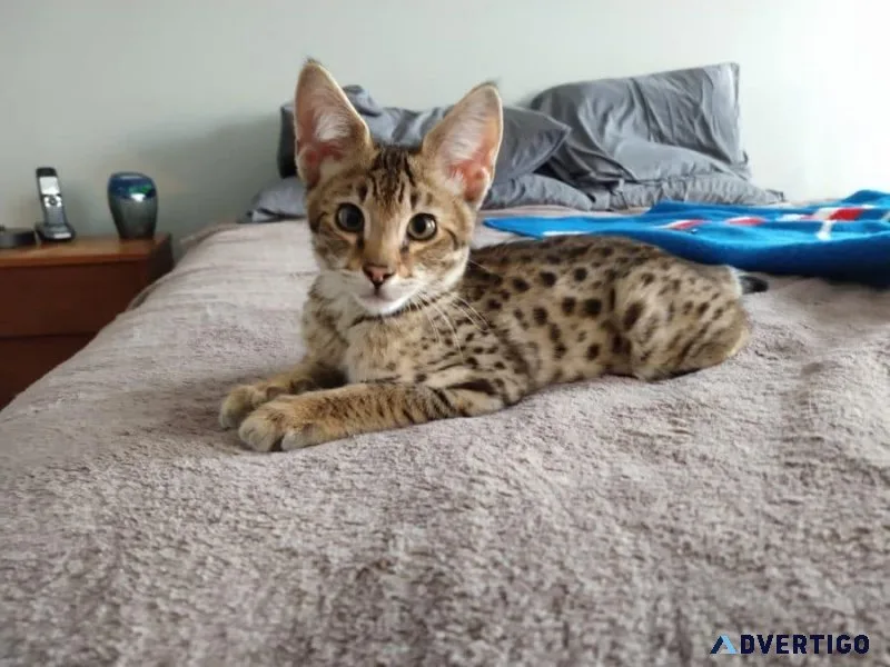 Discover Exotic Cats for Sale at Good Price