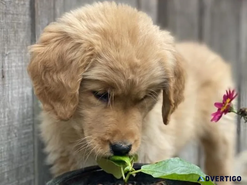 Gorgeous AKC Golden Retriever puppies