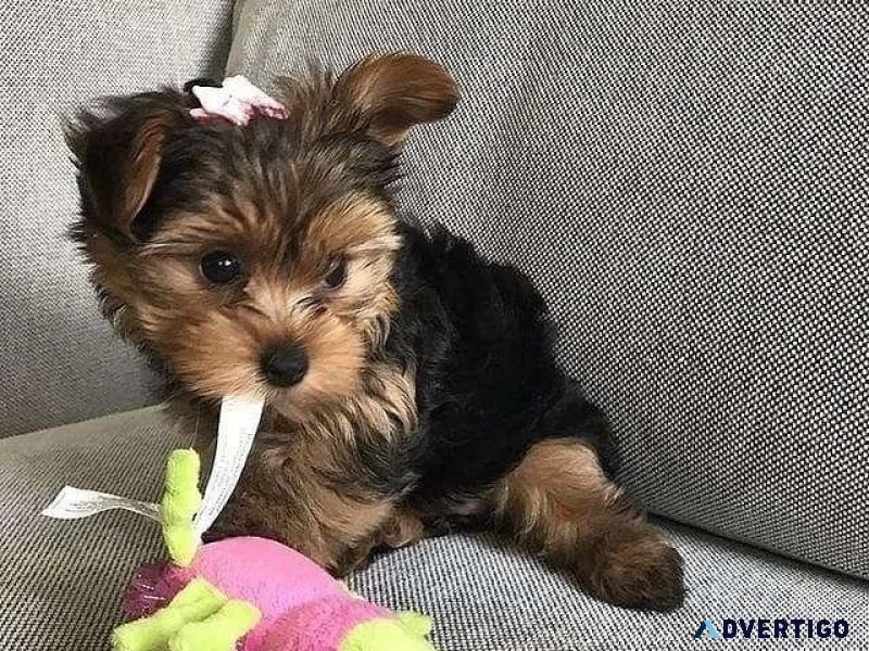 Toy Size Yorkie - 4-6 Lbs 200
