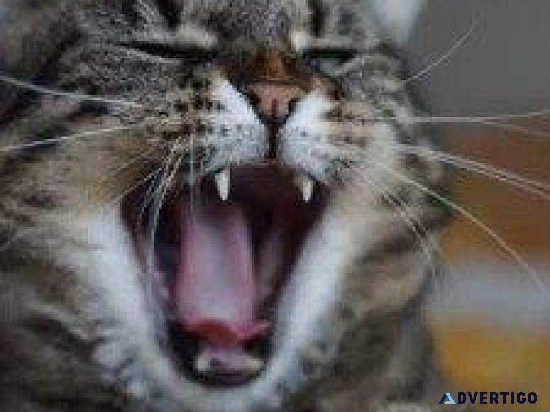 Is Your Cat Bored - Vet Clinic in Marin County CA
