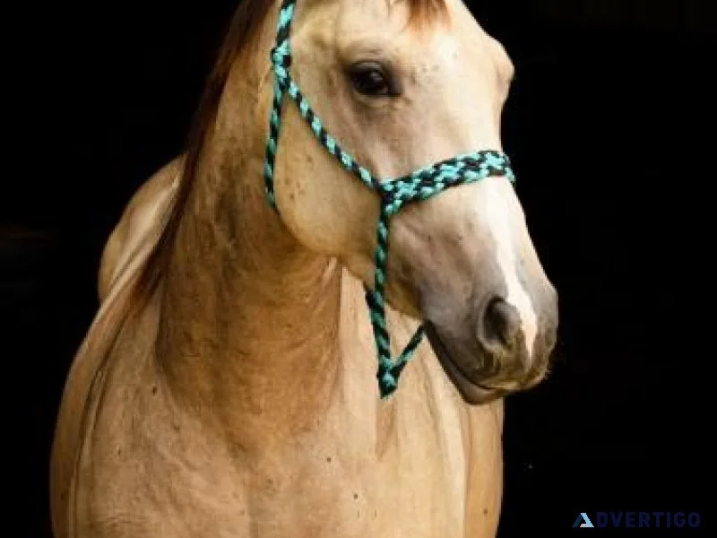 Well Bred Well Broke Buckskin 14.2hh Mare in foal to Grullo AQHA