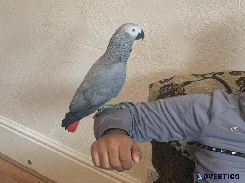 Male african grey congo parrot for sale