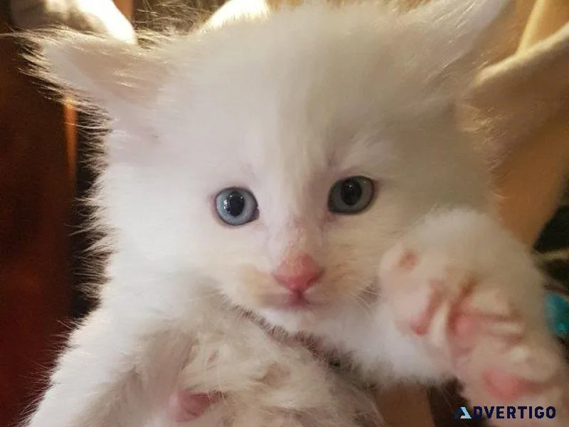 RARE PURE WHITE Polydactyl and non polydactyl kittens.