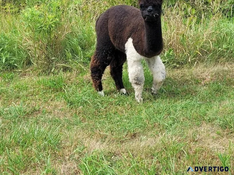 Alpaca Males for sale