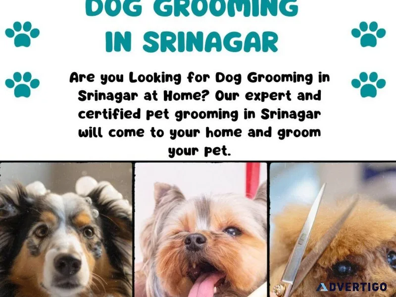 Dog Grooming Services in Srinagar