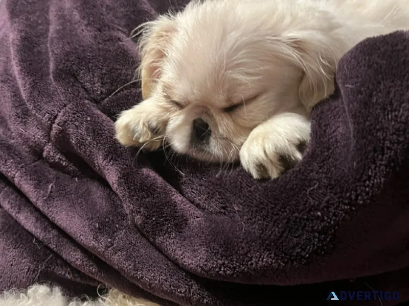 Small Pekingnese
