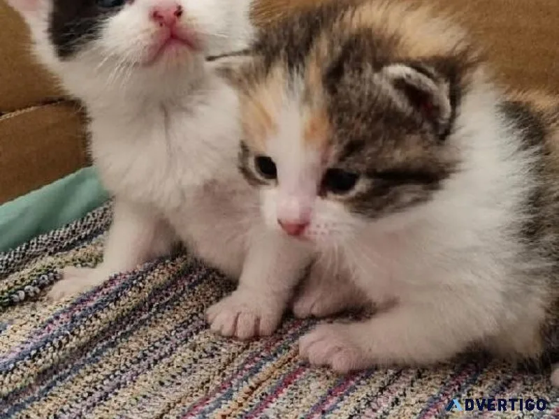4 Beautiful CALICO kittens for sale
