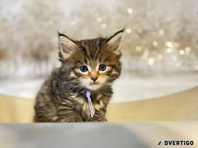 Adorable Maine Coon Kittens Await You in Texas