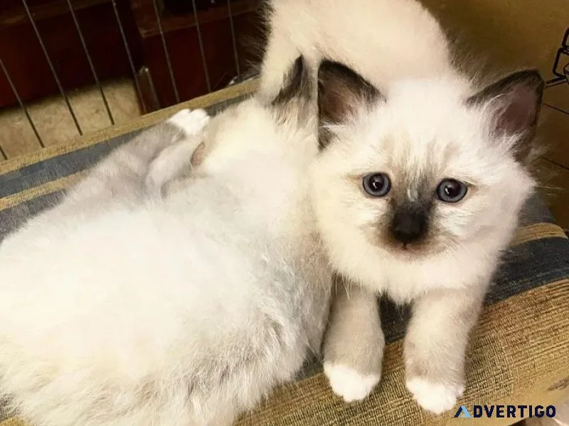 Beautiful Pure Birman Kittens Boys and Girls.