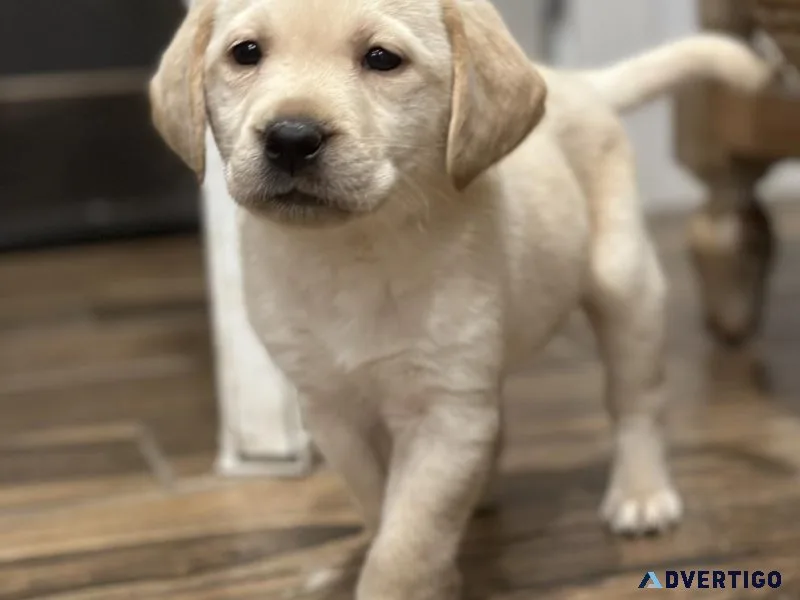 Labrador Retriever AKC Registered Black Yellow