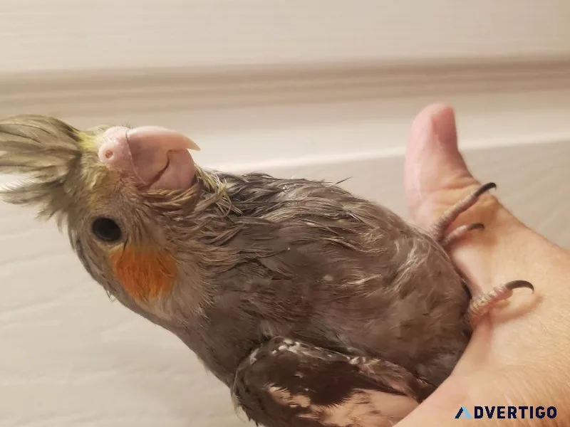 Hf bby cockatiel