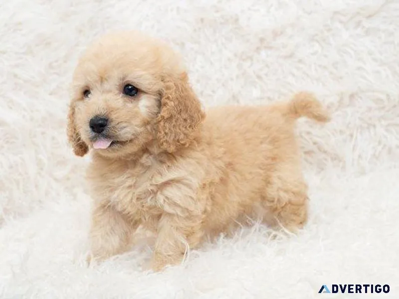 Mini Cockapoo Puppy ..
