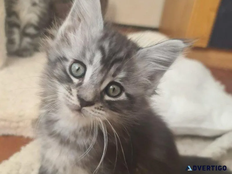 Maine Coon Kittens available for sale