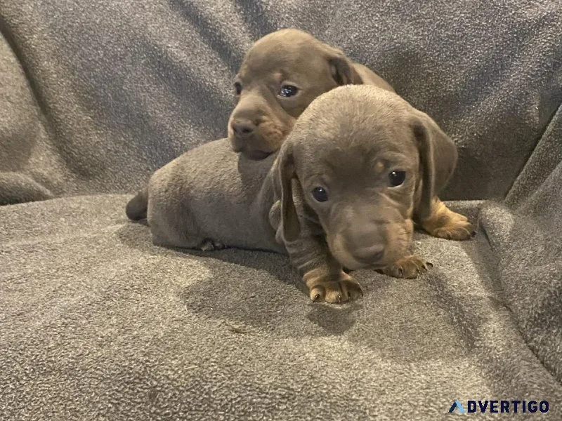 Mini dachshund