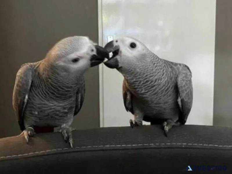 AFRICAN GREY TALKING PARROTS FOR SALE. Text (516) 440 6916