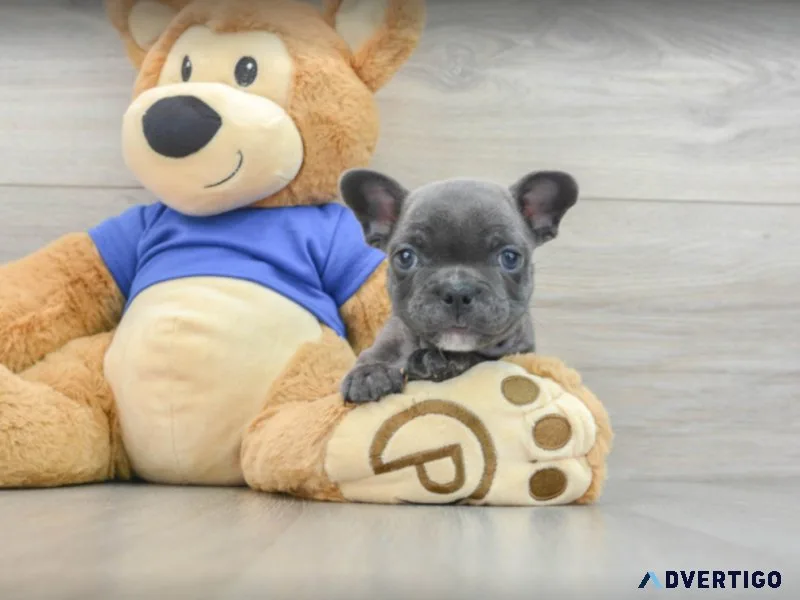 French bulldog babies