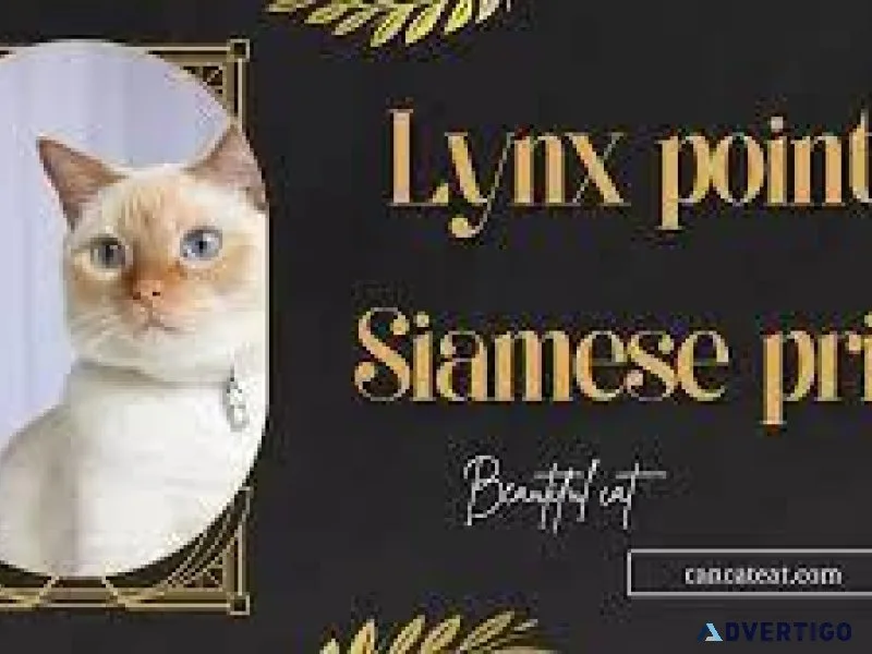 best cat food for constipation