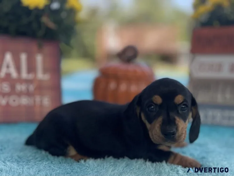 AKC black and tan dachshund
