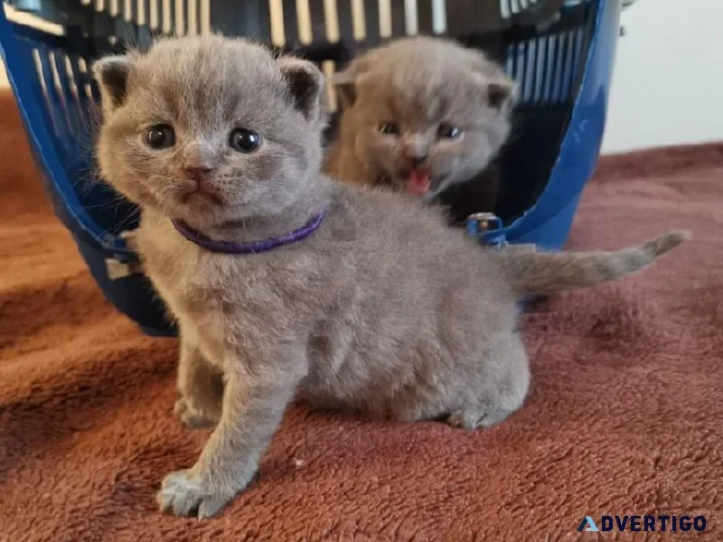 sdvbgjhk Scottish fold kittens